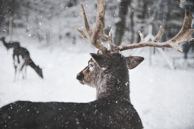 Ski With A Naturalist in Steamboat Springs