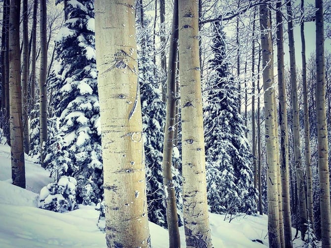 Powder for Days at Steamboat Resort