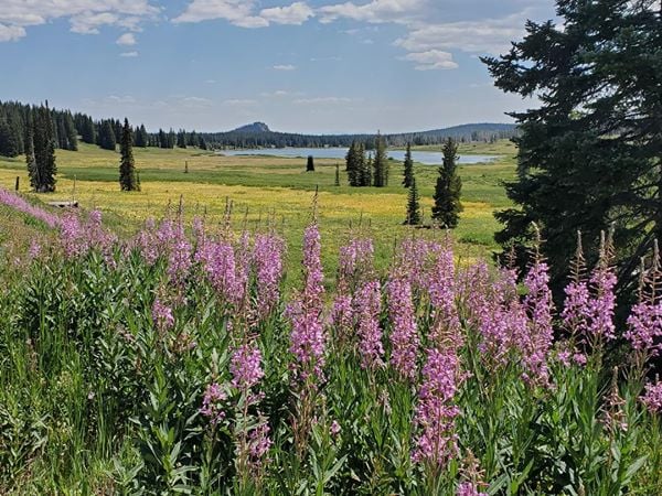 Blooming and Beautiful Wildflower Hikes