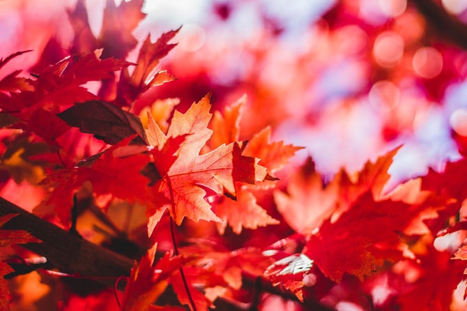 Spend Fall in Steamboat Springs