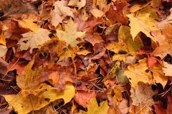 Autumn Hikes in Steamboat Springs