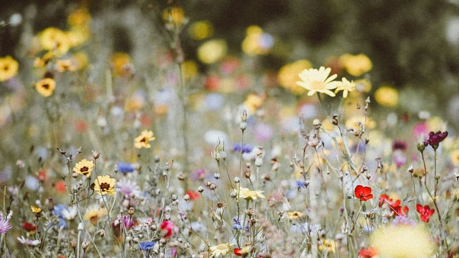 Explore Summer Events in Steamboat Springs