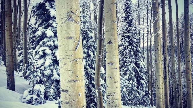 Powder for Days at Steamboat Resort