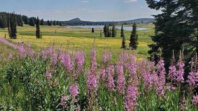 Blooming and Beautiful Wildflower Hikes