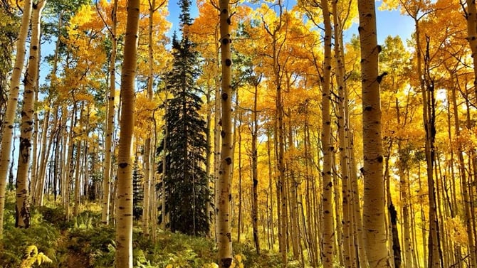 5 Favorite Fall Hikes in Steamboat Springs
