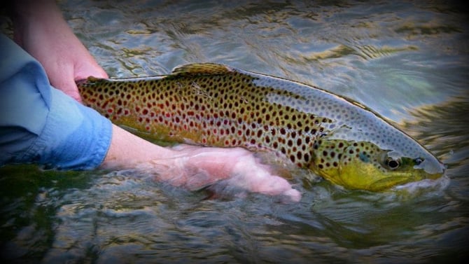 Five Favorites to Explore this Summer